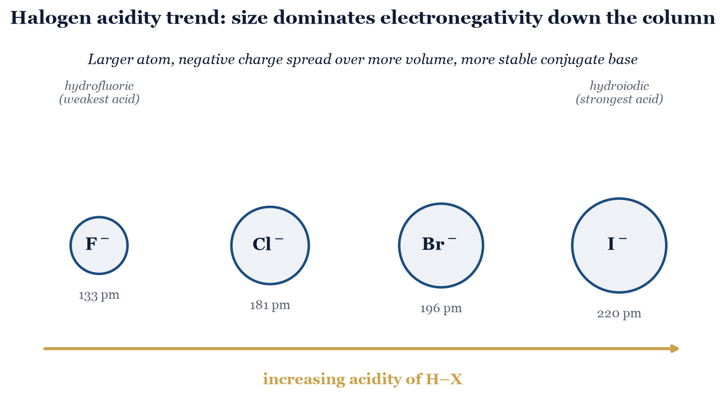 Figure 3.1. Halide ionic radii to scale (F⁻ 133 pm, Cl⁻ 181 pm, Br⁻ 196 pm, I⁻ 220 pm): as the halide grows, it spreads the negative charge over more volume, so acidity increases down the column even as electronegativity decreases.