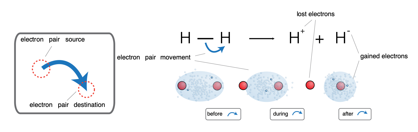Figure 5.1. Curved arrow anatomy: the tail sits at the electron-pair source, the head points to the electron-pair destination. Worked example: heterolysis of H–H into H⁺ (lost its electron pair) and H⁻ (gained the electron pair). ("Curved arrow electron pair" by Jkwchui, public domain, via Wikimedia Commons.)